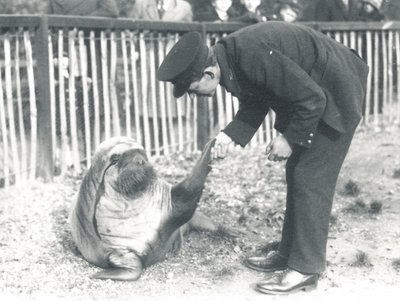 Andy the walrus at ZSL London Zoo, 1925 by Frederick William Bond